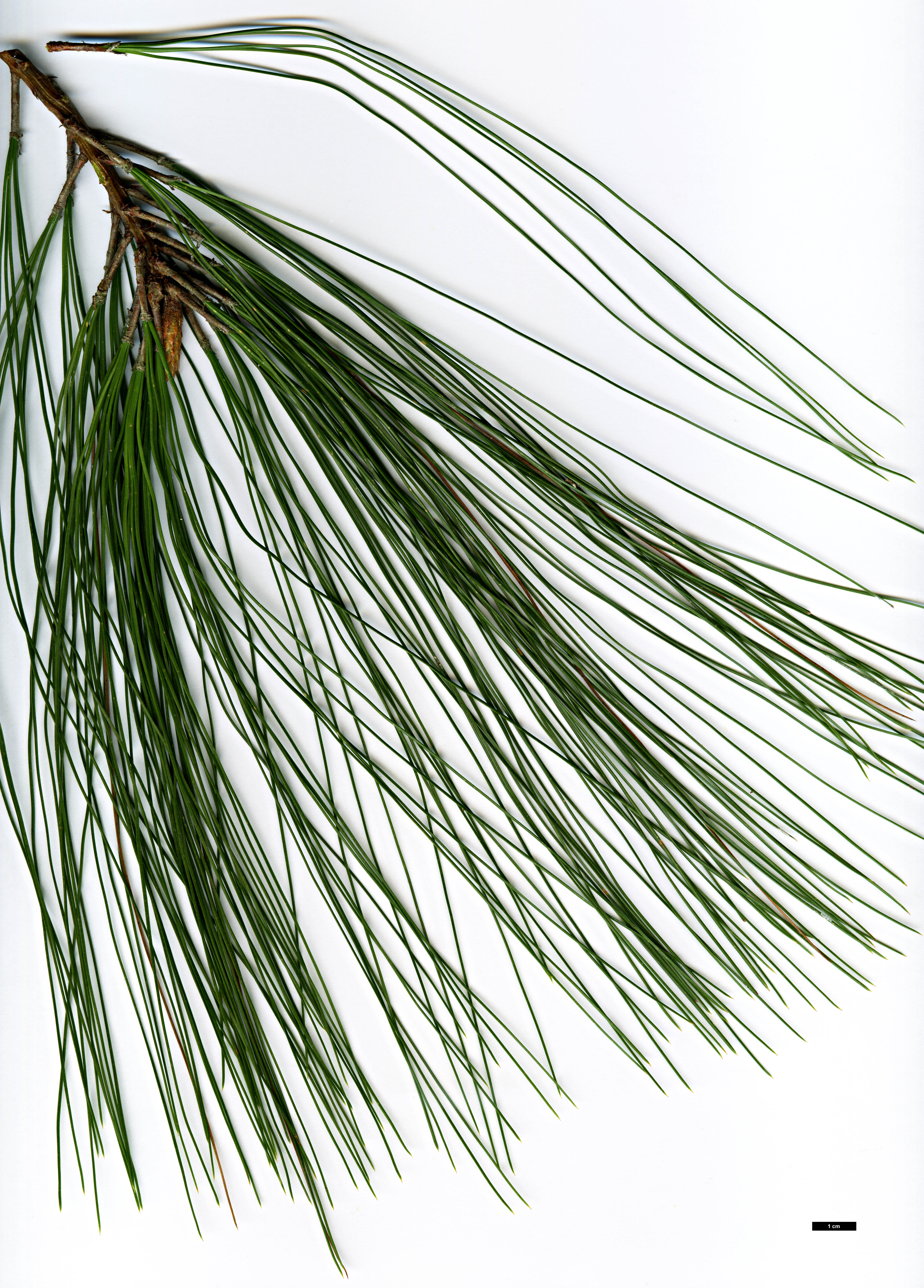 High resolution image: Family: Pinaceae - Genus: Pinus - Taxon: pseudostrobus - SpeciesSub: var. apulcensis